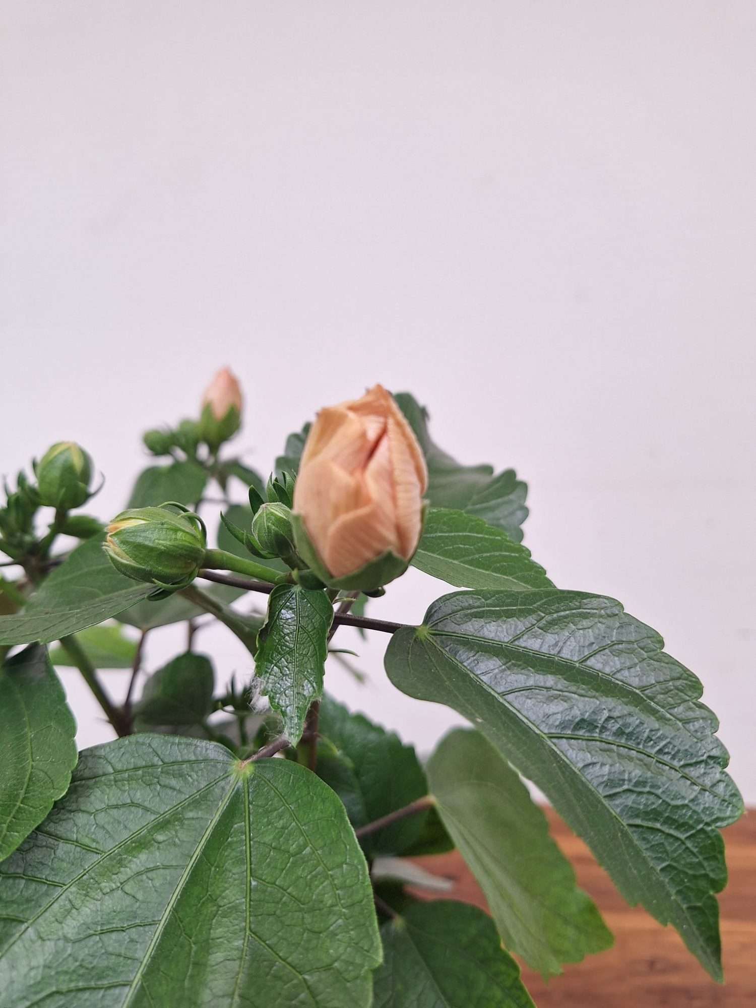 Hibiscus Rosa-Sinensis 'Adonicus Double Rosa'