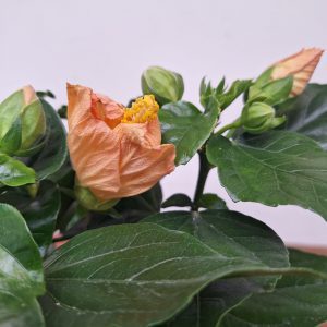 Hibiscus Rosa-Sinensis 'Pomona'