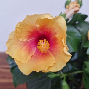 Hibiscus Rosa-Sinensis 'Apollo Sunrise'