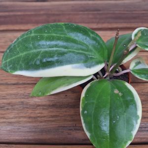 Hoya Latifolia Albomarginata V.6
