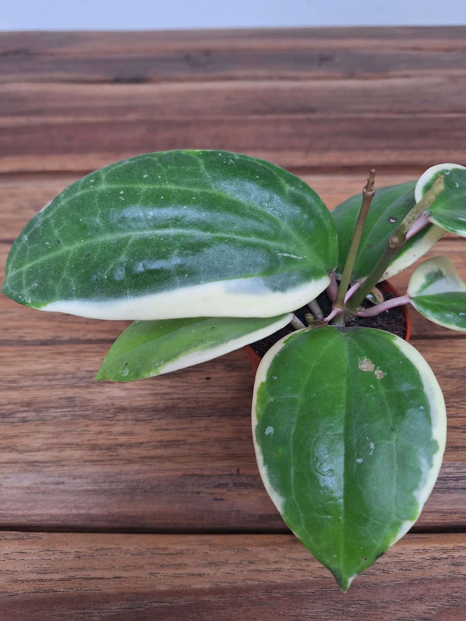 Hoya Latifolia Albomarginata V.6