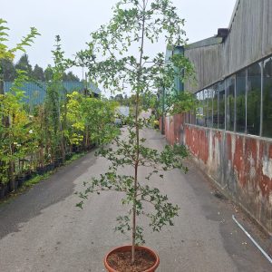 Bucida Bucera - 2.00 / 2.30 MT
