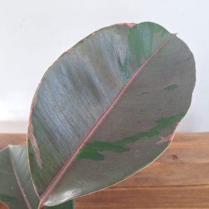 Ficus Elastica 'Pink Camouflage'