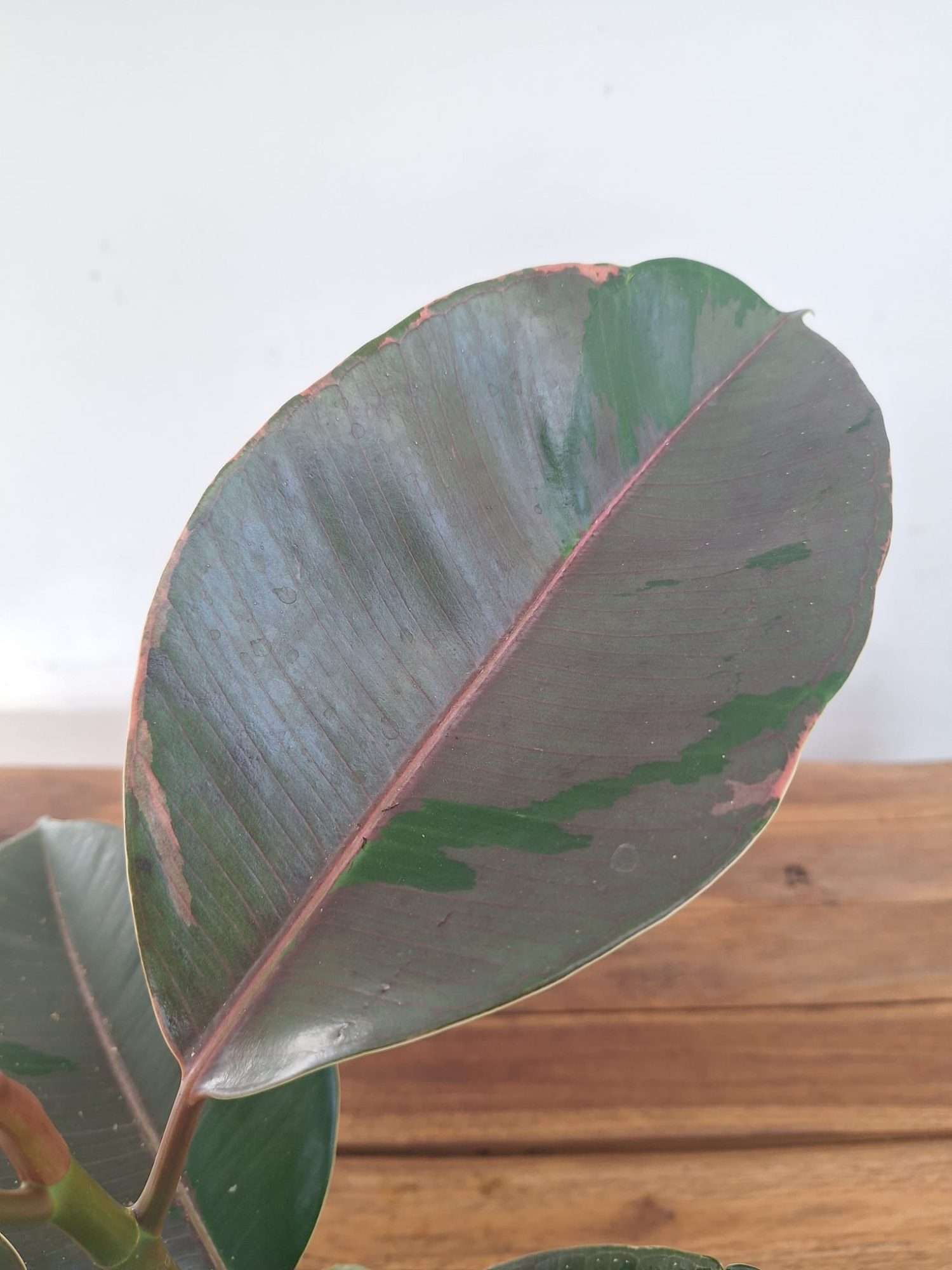 Ficus Elastica 'Pink Camouflage'