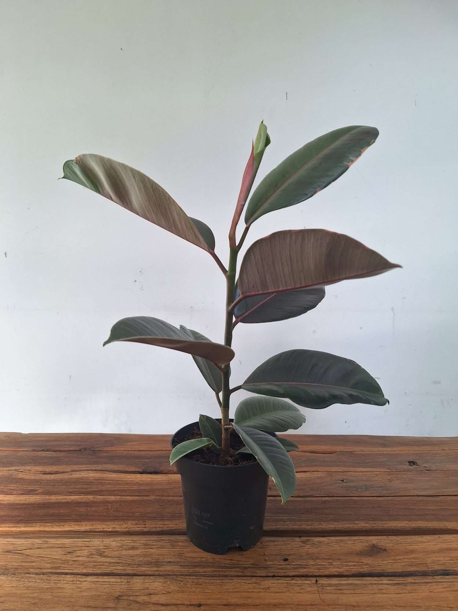 Ficus Elastica 'Pink Camouflage' - Image 2