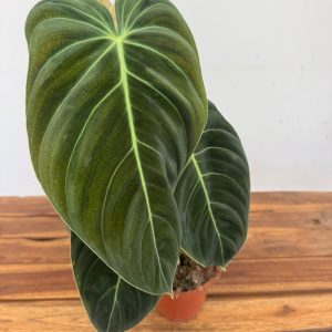 Philodendron Melanochrysum