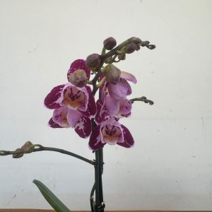 Phalaenopsis Butterfly
