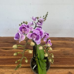 Phalaenopsis Butterfly