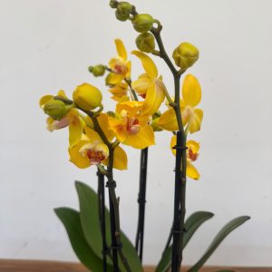 Phalaenopsis Butterfly