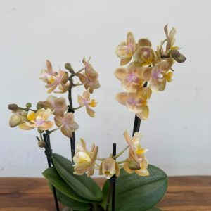 Phalaenopsis Butterfly
