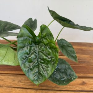 Alocasia Lucky One