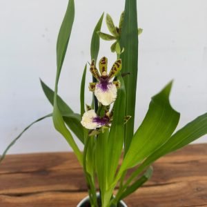Zygopetalum V.12