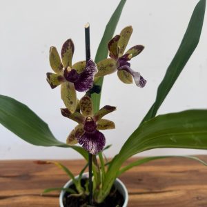 Zygopetalum V.12