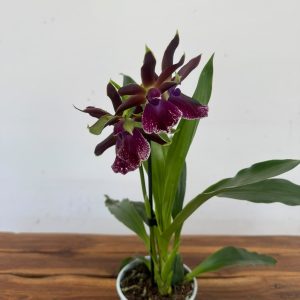 Zygopetalum V.12