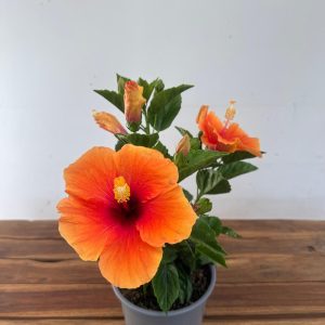 Hibiscus Rosa-Sinensis V.12