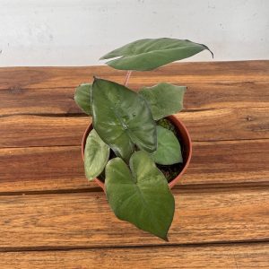 Alocasia Yucatan Princess