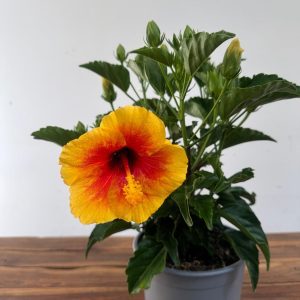 Hibiscus Rosa-Sinensis V.12