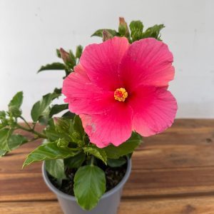 Hibiscus Rosa-Sinensis V.12