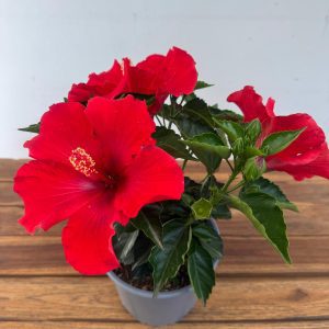 Hibiscus Rosa-Sinensis V.12