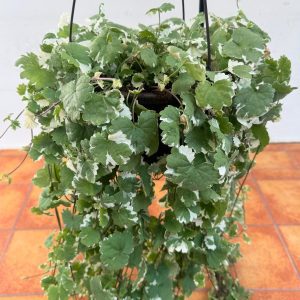 Glechoma Hederacea 'Variegata' V.23