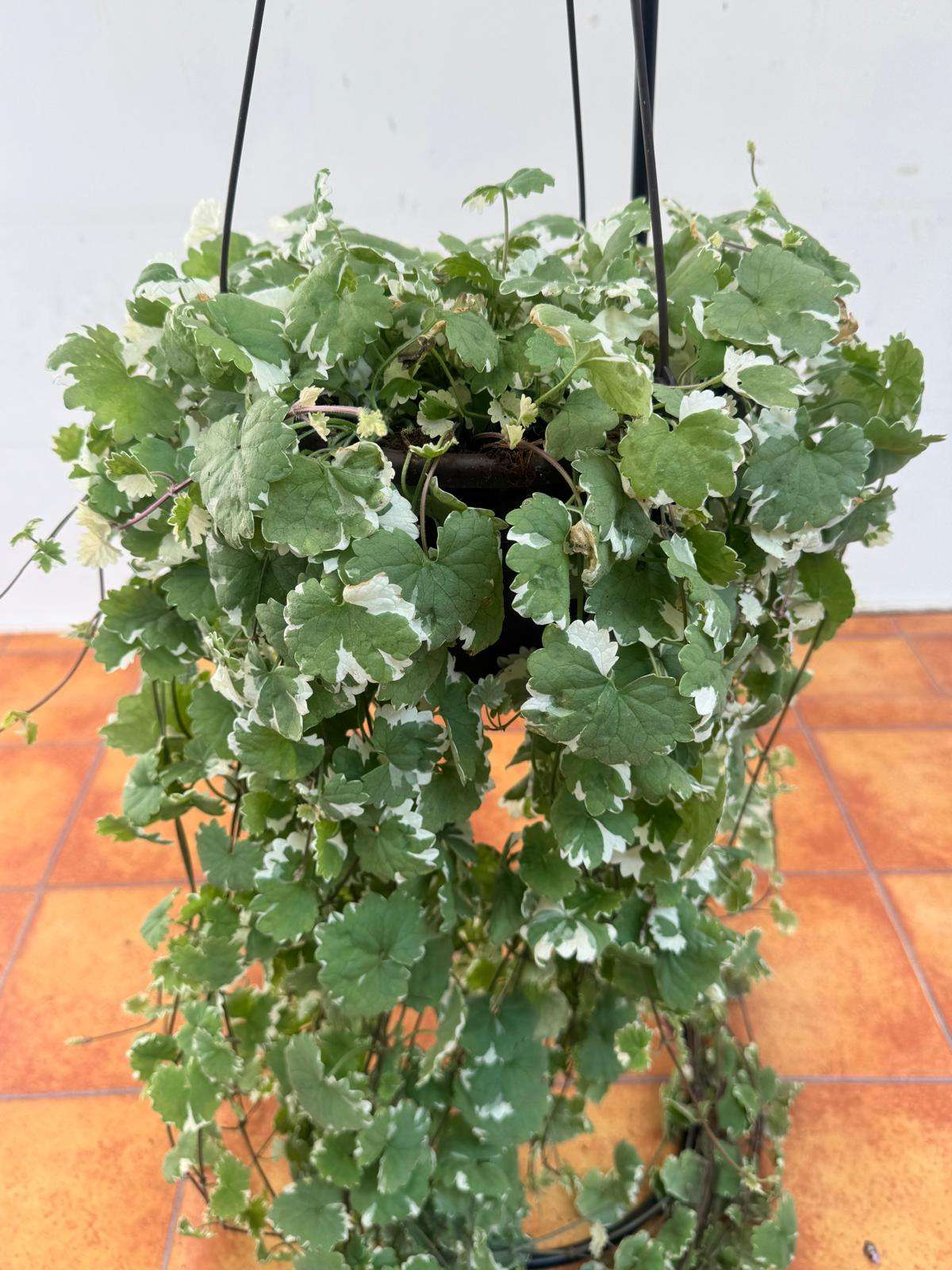 Glechoma Hederacea 'Variegata' V.23