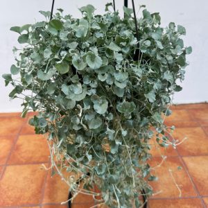 Dichondra V.23