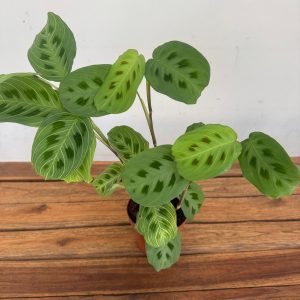 Maranta Leuc. Fantasy V.12
