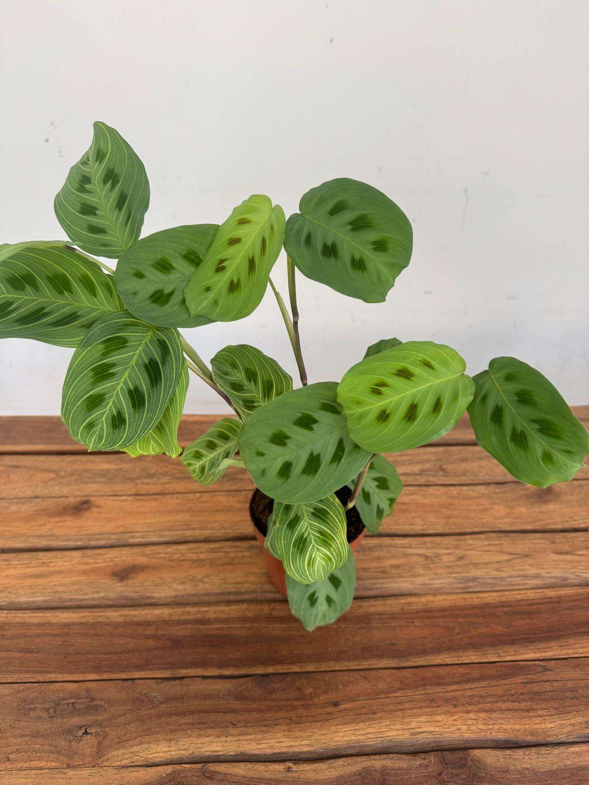 Maranta Leuc. Fantasy V.12