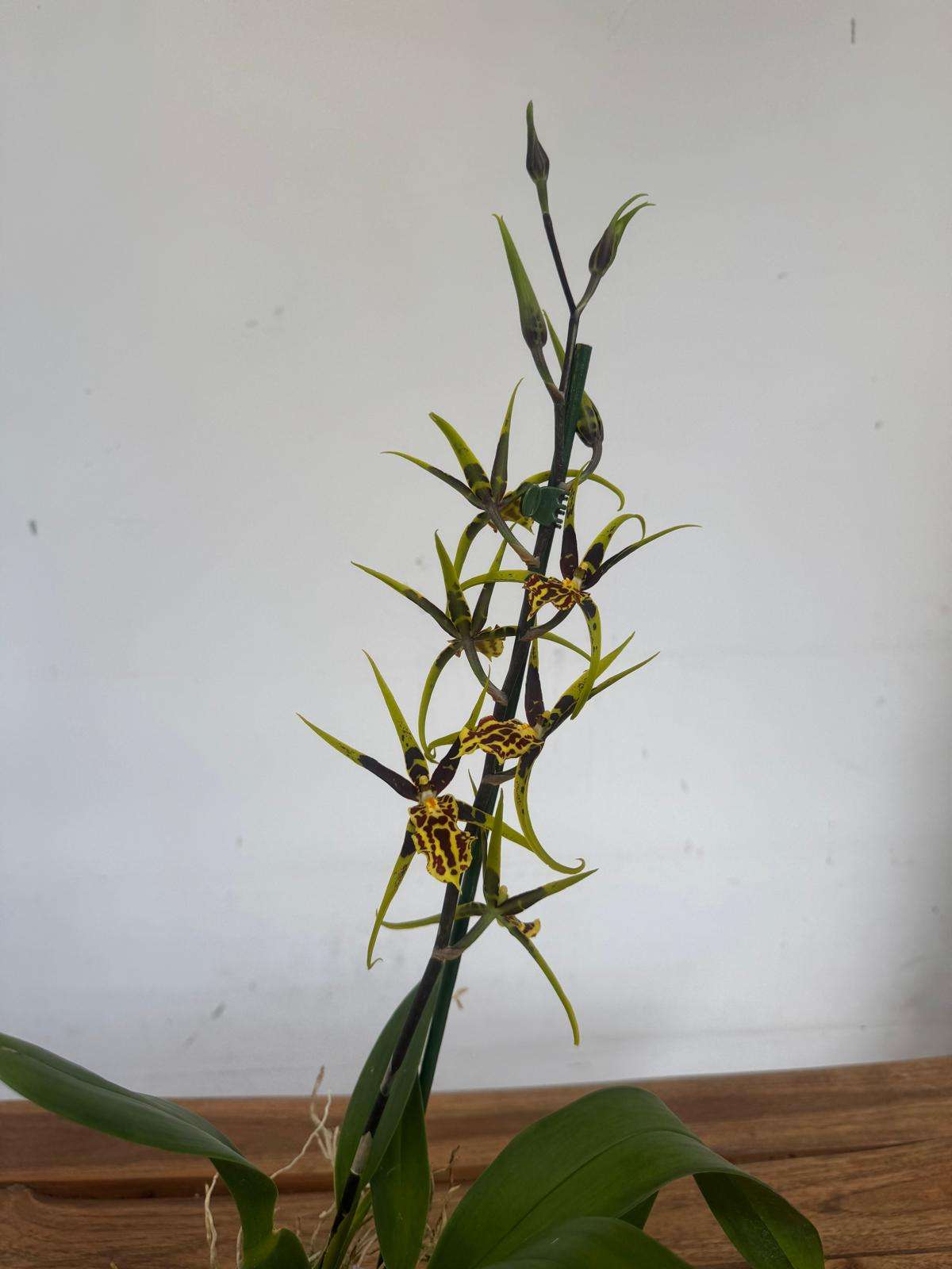 Brassia Summer Dream - V.12