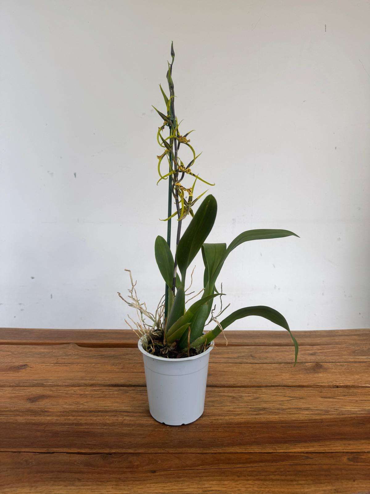 Brassia Summer Dream - V.12 - Image 2