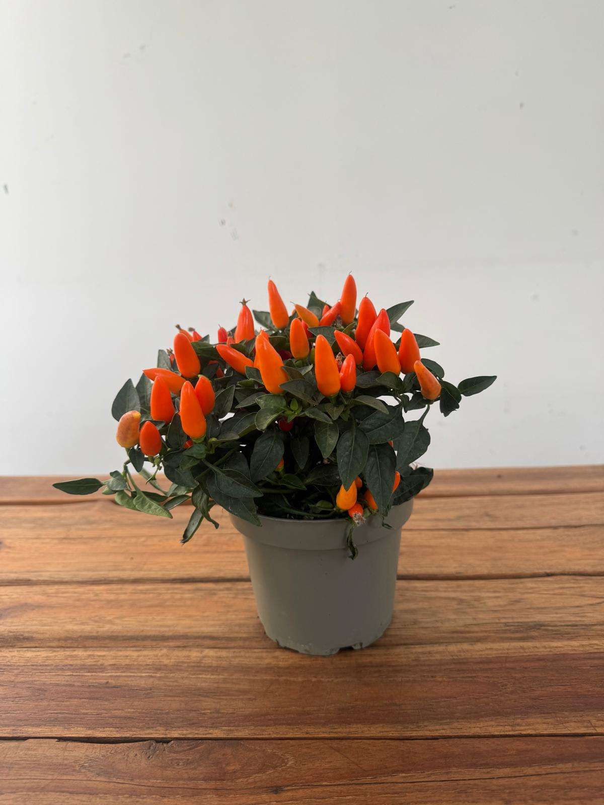 Capsicum 'Annuum ' V.13 - Image 2