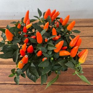 Capsicum 'Annuum ' V.13