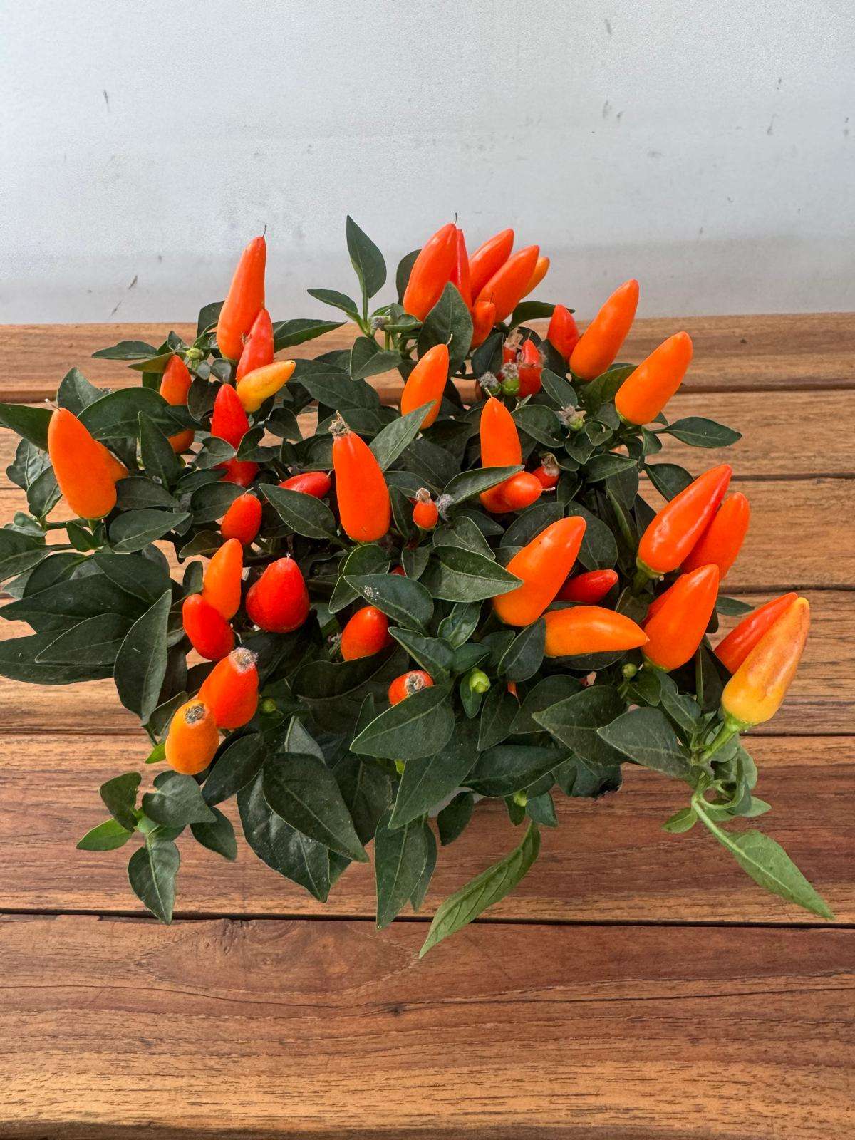 Capsicum 'Annuum ' V.13