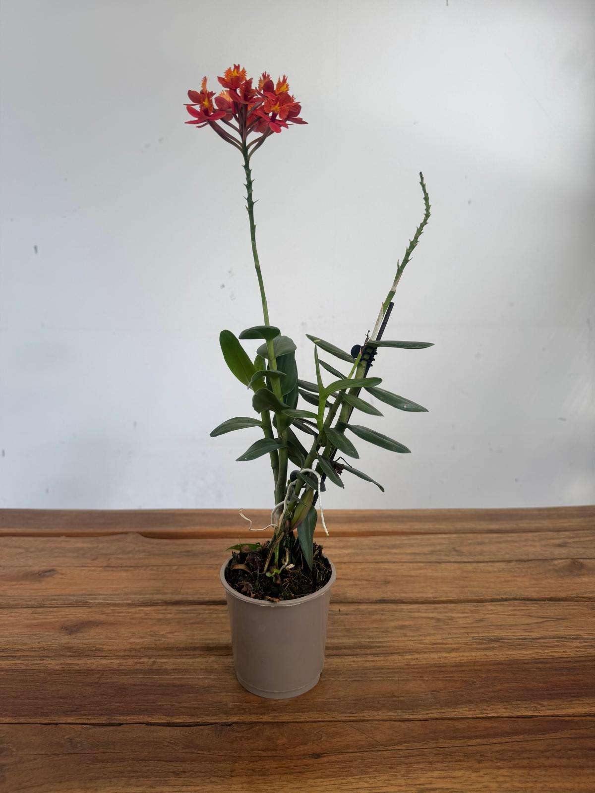 Epidendrum - V.9 - Image 2