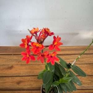 Epidendrum - V.9