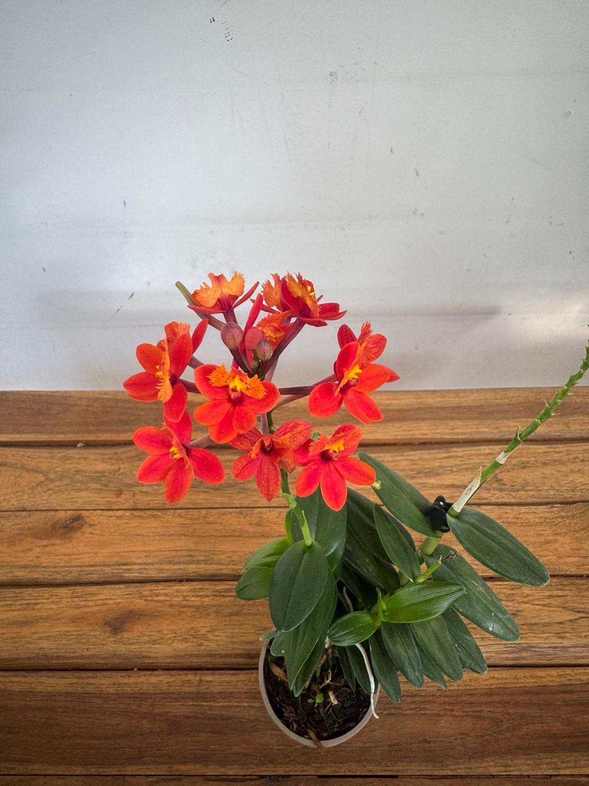 Epidendrum - V.9