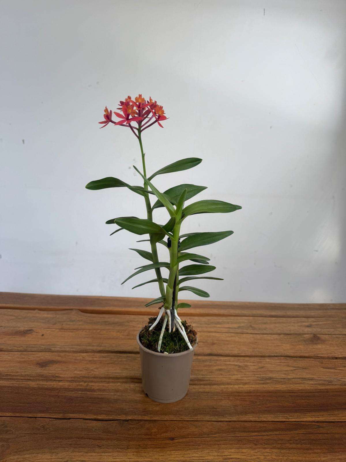 Epidendrum - V.9 - Image 2