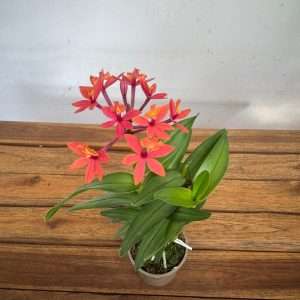 Epidendrum - V.9