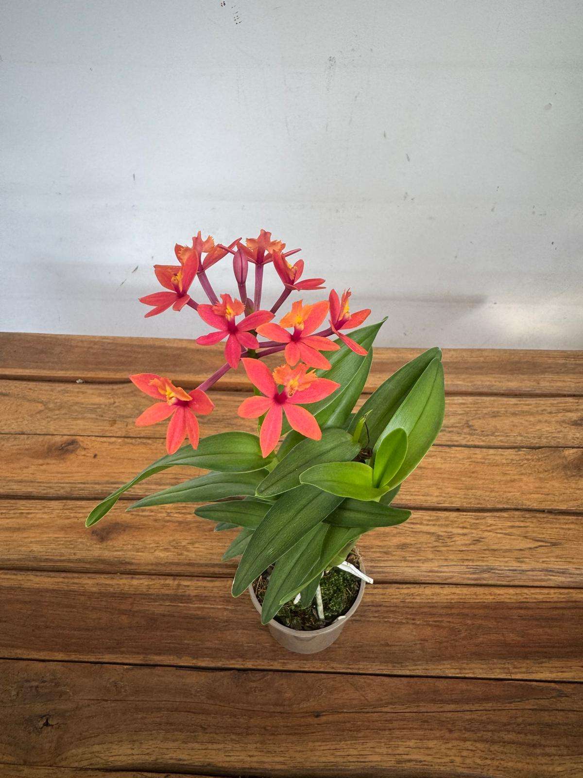 Epidendrum - V.9