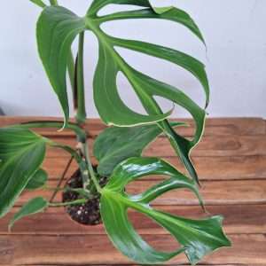 Monstera 'Burle Marx Flame' - V.15