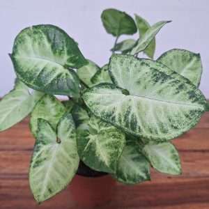 Syngonium 'Pixie' - V.12
