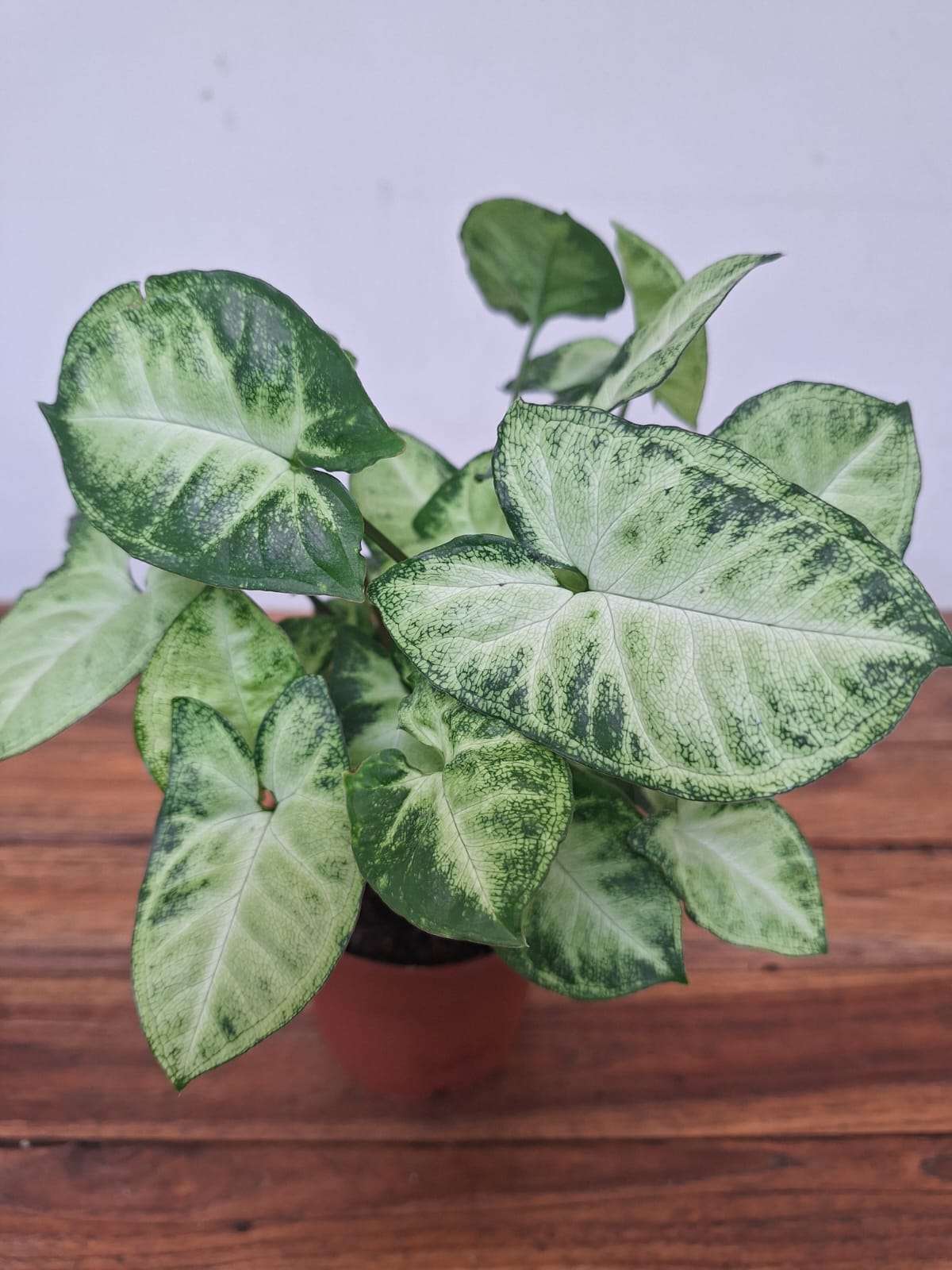 Syngonium 'Pixie' - V.12