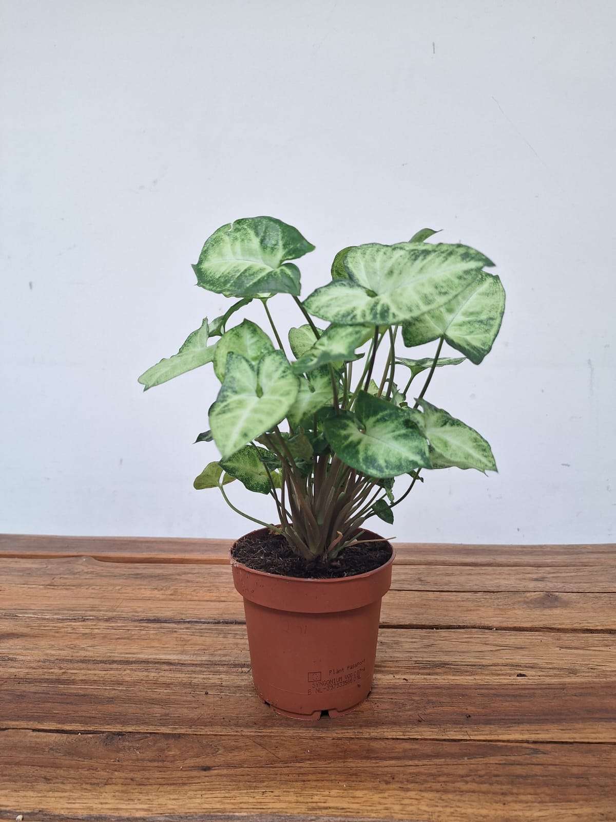 Syngonium 'Pixie' - V.12 - Image 2