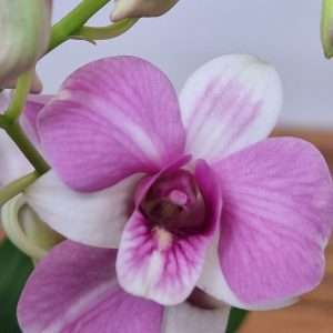 Dendrobium Sa-Nook - V.12