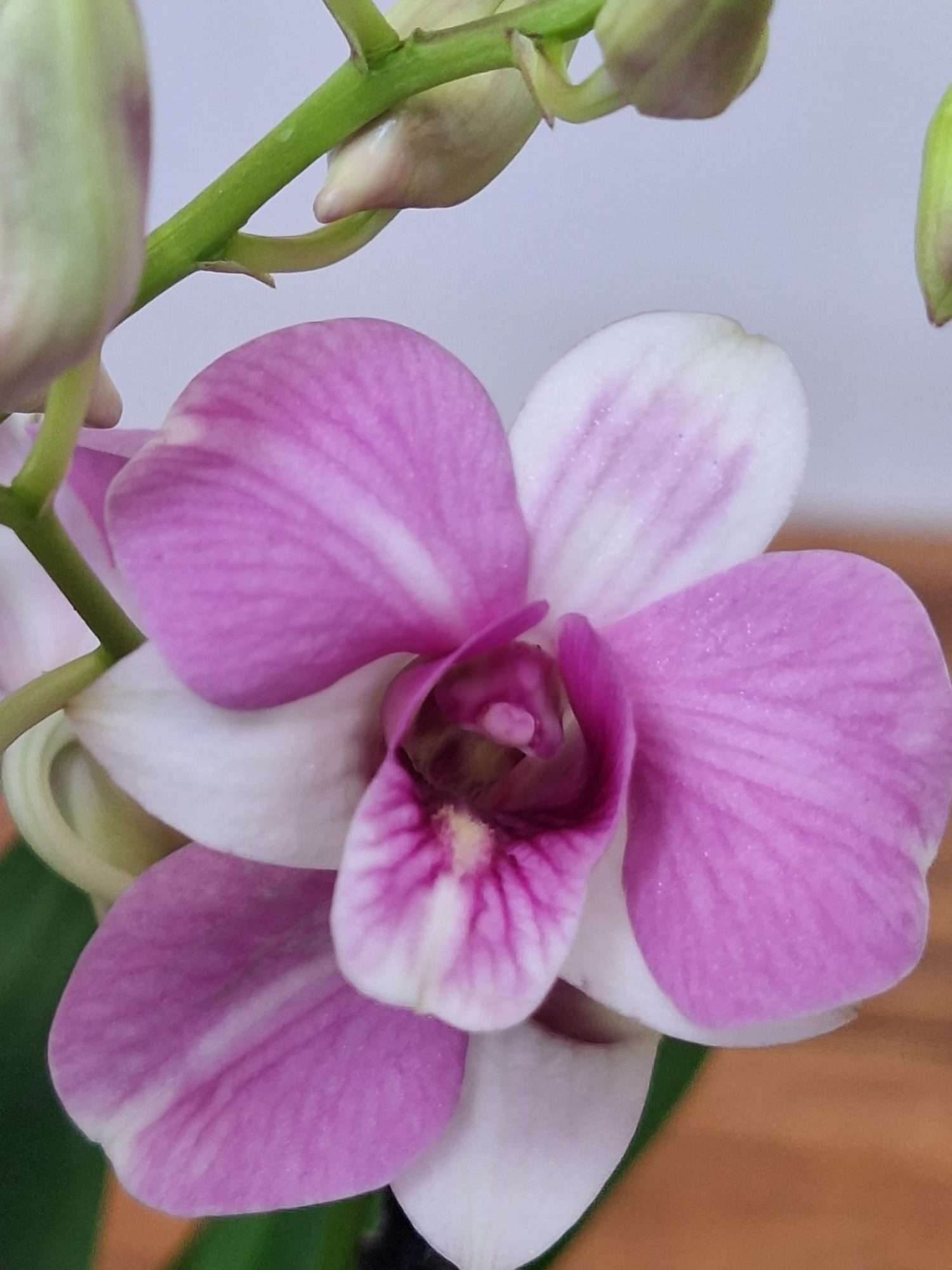 Dendrobium Sa-Nook - V.12