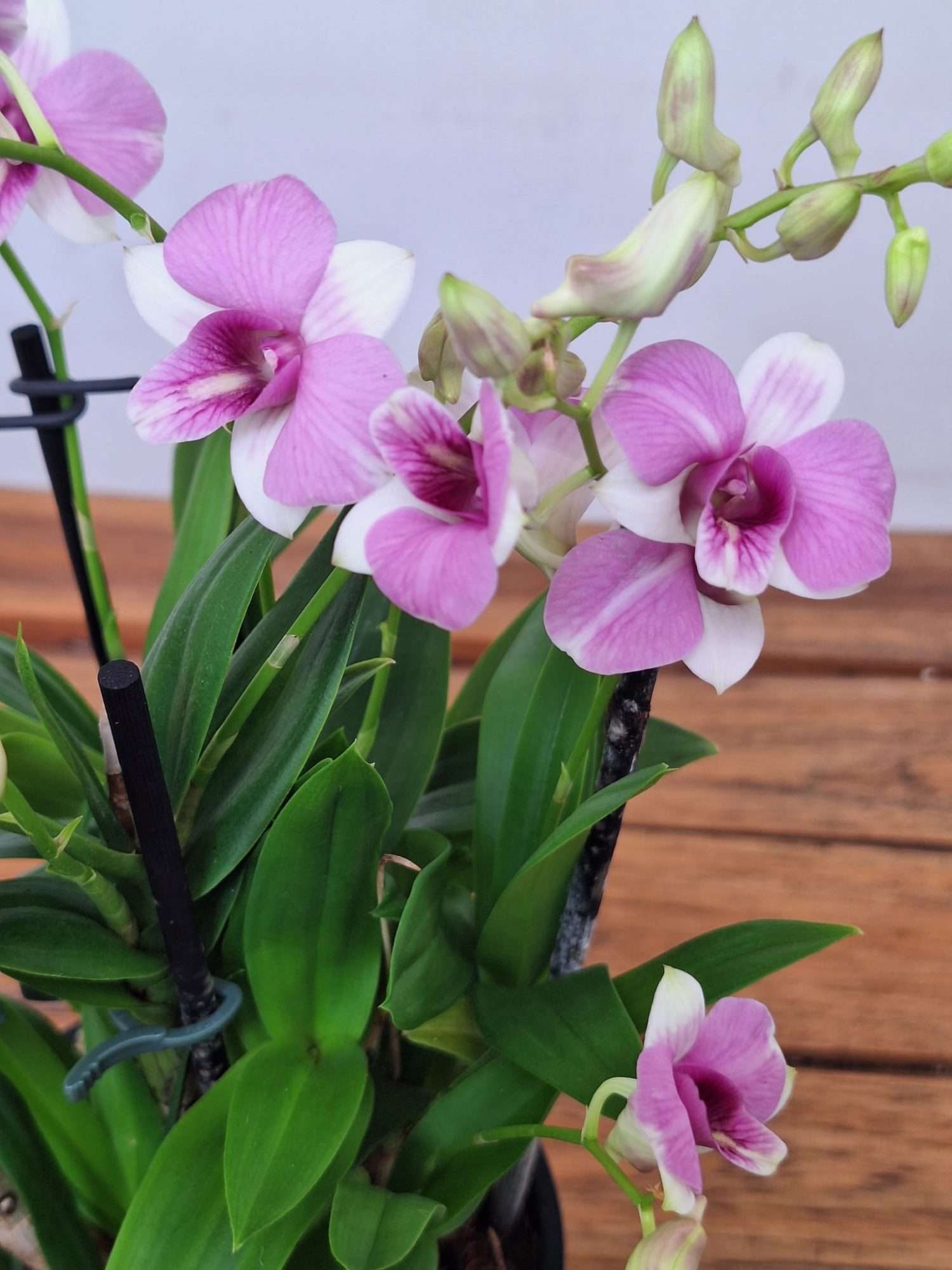 Dendrobium Sa-Nook - V.12 - Image 2
