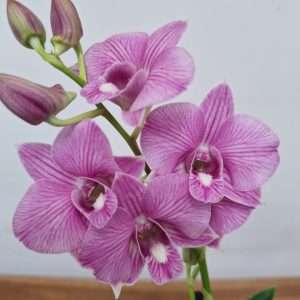 Dendrobium Sa-Nook - V.12