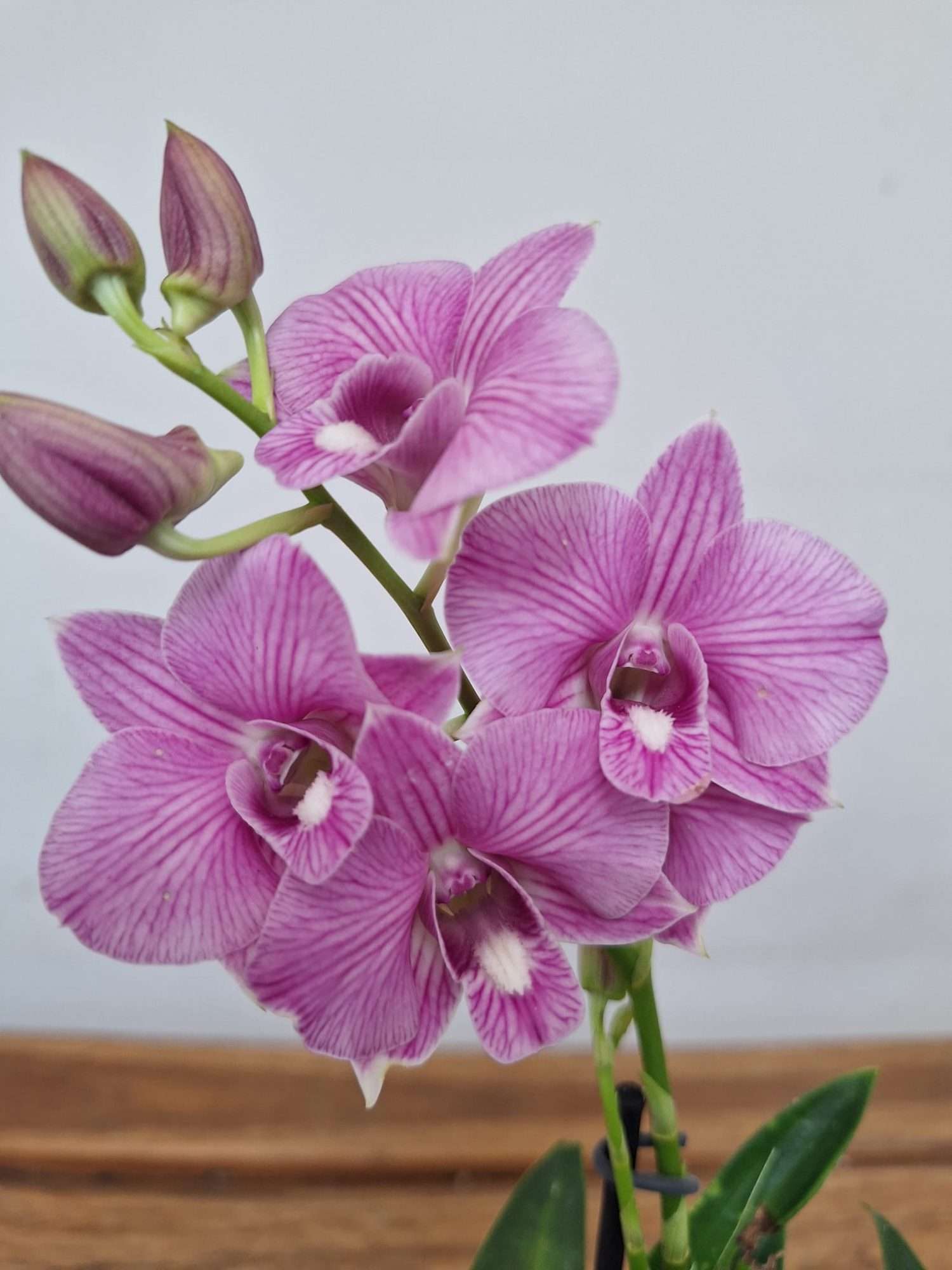 Dendrobium Sa-Nook - V.12