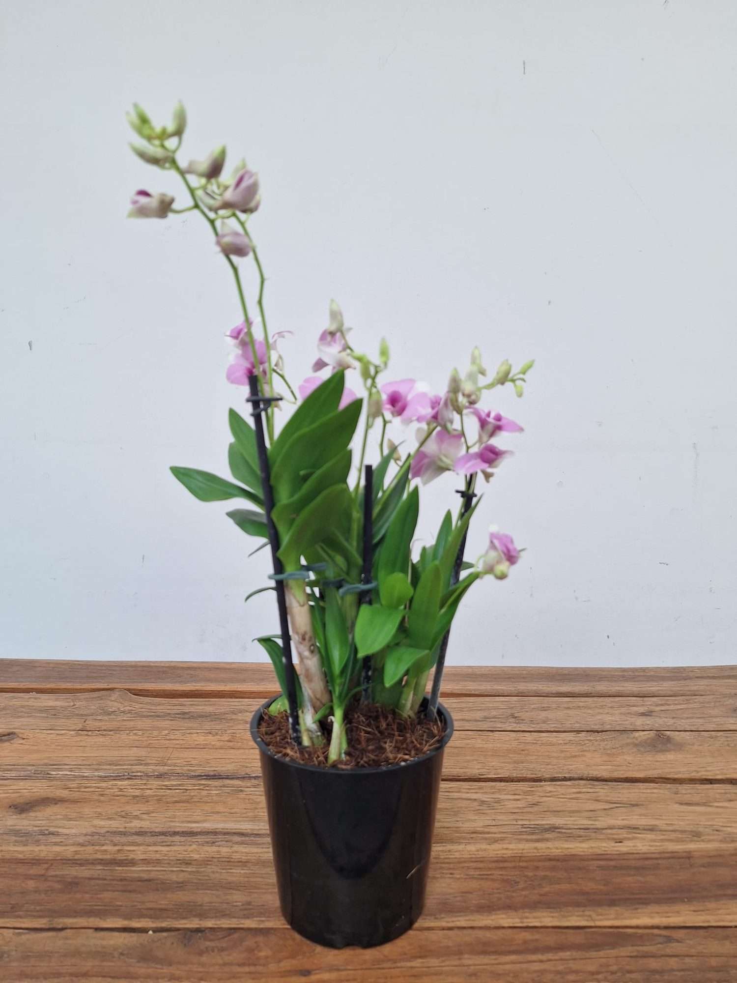 Dendrobium Sa-Nook - V.12 - Image 3