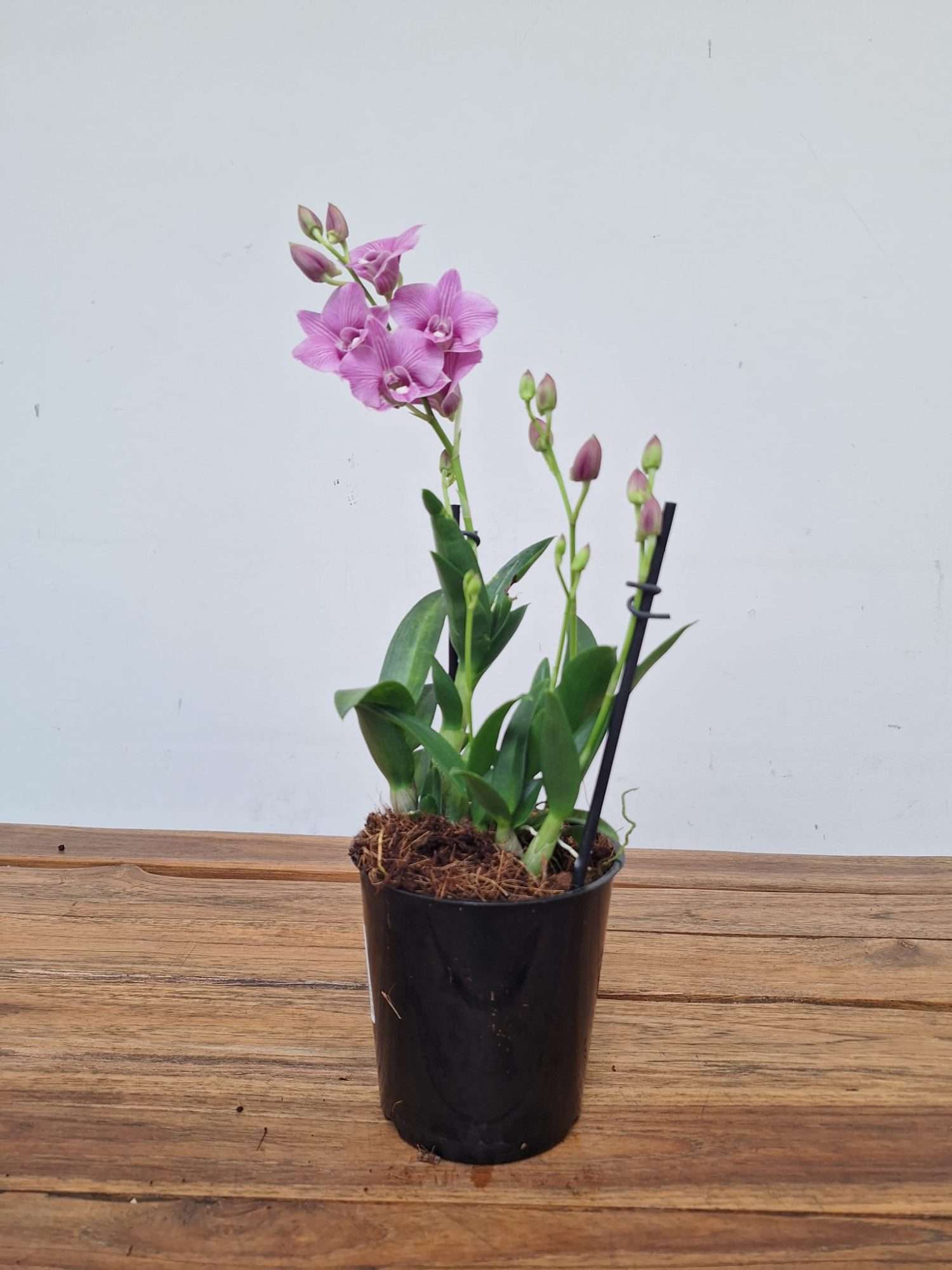 Dendrobium Sa-Nook - V.12 - Image 2